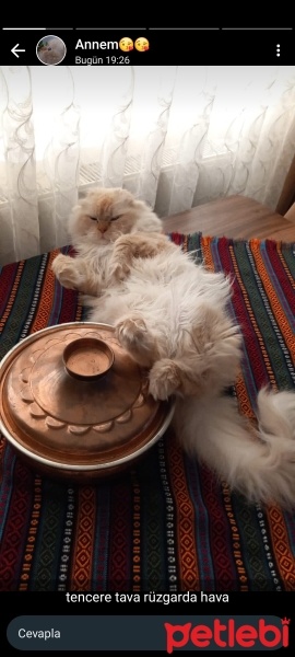 Chinchilla, Kedi  Rüzgar fotoğrafı