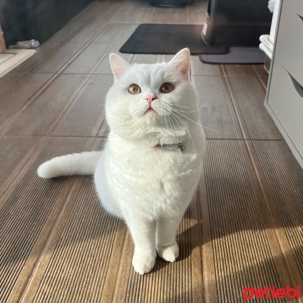 British Shorthair, Kedi  Salep fotoğrafı