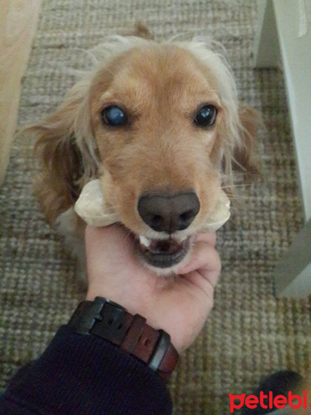 İngiliz Cocker Spaniel, Köpek  Tekila fotoğrafı