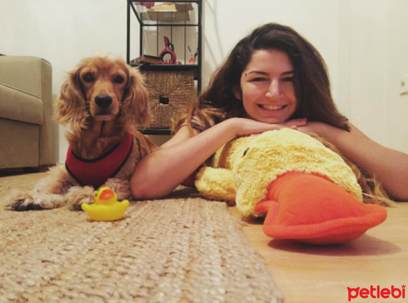 İngiliz Cocker Spaniel, Köpek  Tekila fotoğrafı