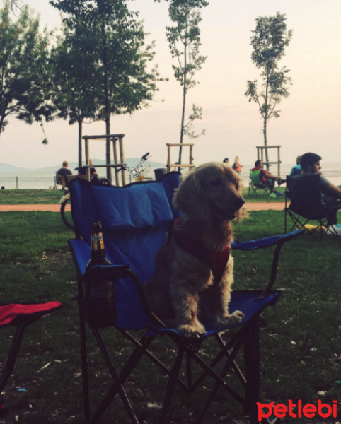 İngiliz Cocker Spaniel, Köpek  Tekila fotoğrafı