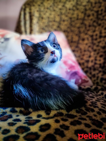 Tekir Kedi, Kedi  Papyon fotoğrafı