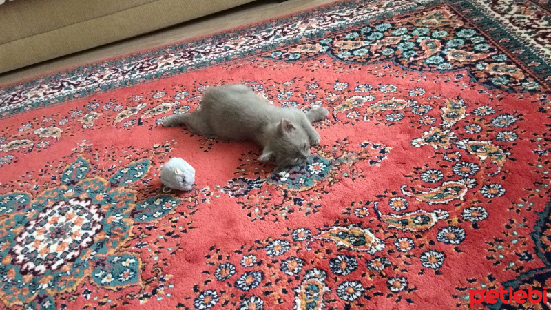 British Shorthair, Kedi  Lotus fotoğrafı