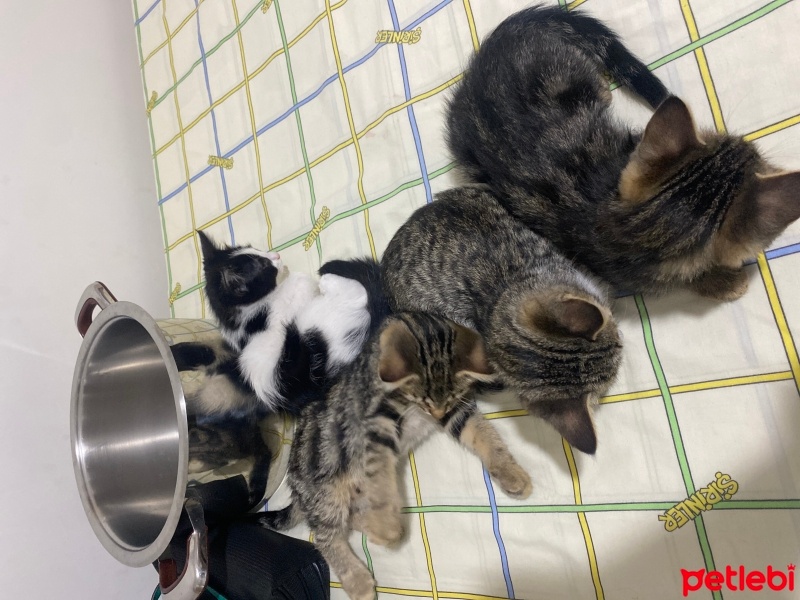 Tekir Kedi, Kedi  kedi fotoğrafı