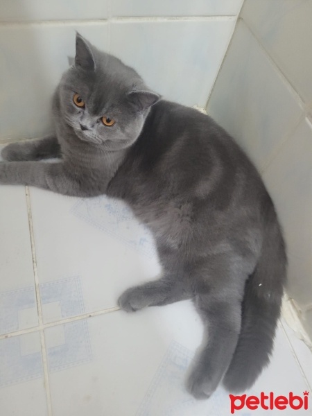 British Shorthair, Kedi  YODA fotoğrafı