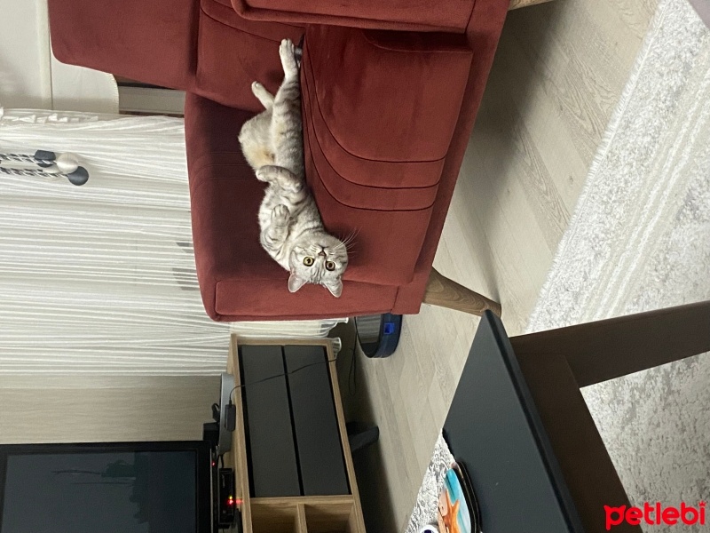 British Shorthair, Kedi  Fıstık fotoğrafı