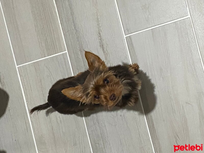 Yorkshire Terrier, Köpek  Daisy fotoğrafı