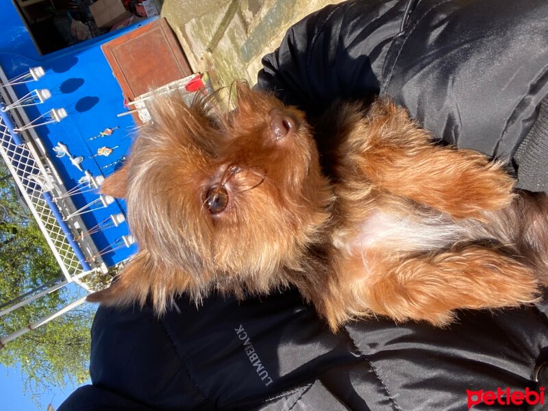 Yorkshire Terrier, Köpek  Daisy fotoğrafı