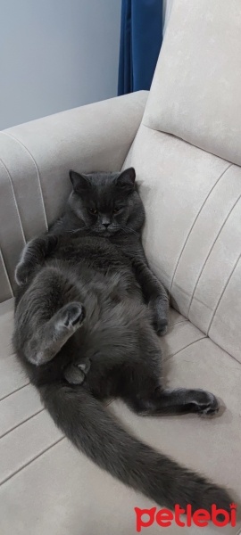 British Shorthair, Kedi  Bıdık fotoğrafı
