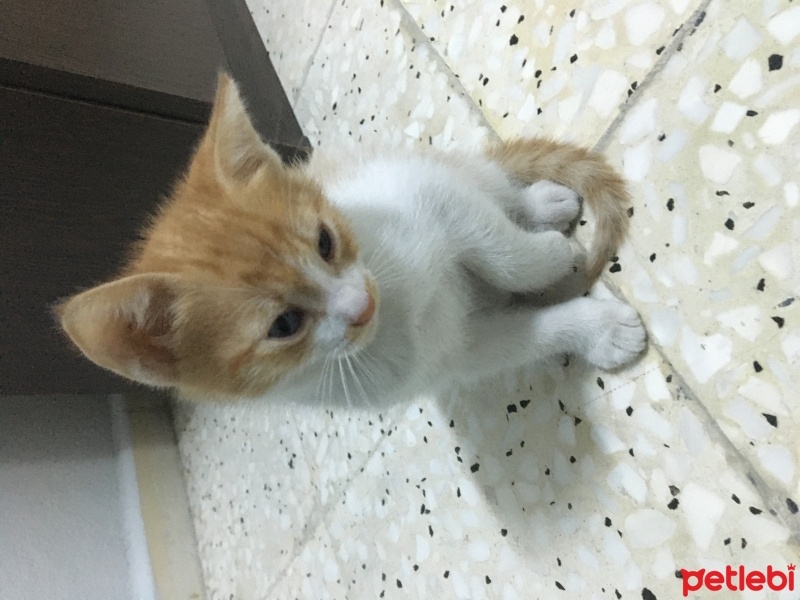Tekir Kedi, Kedi  Boni fotoğrafı