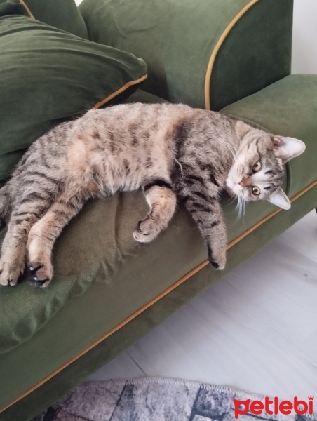 Tekir Kedi, Kedi  Müezza fotoğrafı