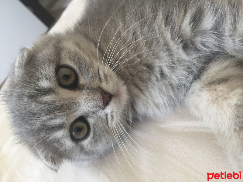 Scottish Fold, Kedi  Ceviz fotoğrafı