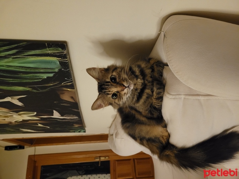 Tekir Kedi, Kedi  Darina fotoğrafı