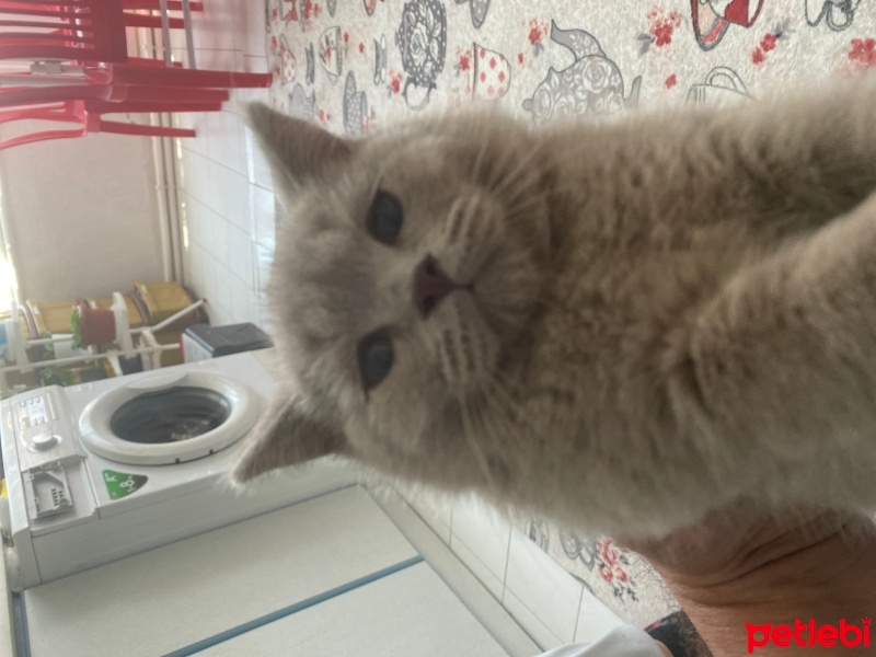 Scottish Fold, Kedi  Mıstık fotoğrafı