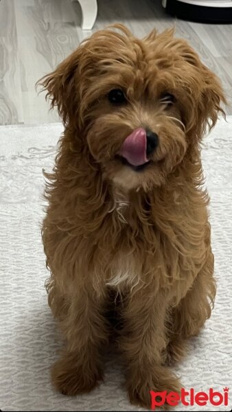 Poodle(Standart Kaniş), Köpek  Lili fotoğrafı