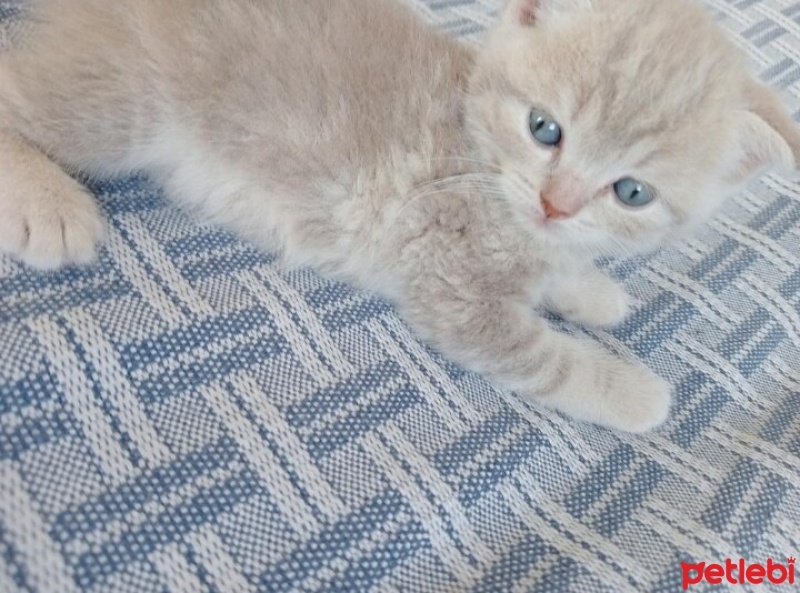 Scottish Fold, Kedi  Sütlaçlar fotoğrafı