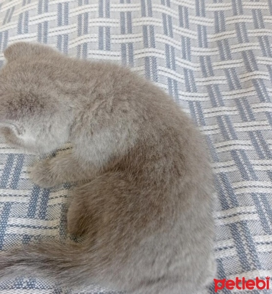 Scottish Fold, Kedi  Sütlaçlar fotoğrafı