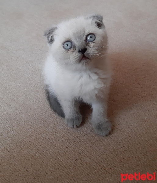 Scottish Fold, Kedi  Bulut fotoğrafı