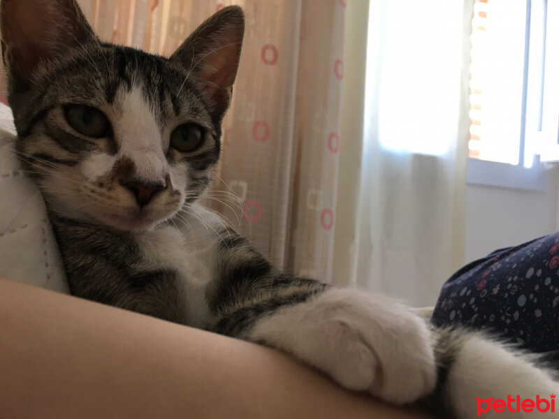 Tekir Kedi, Kedi  Alice fotoğrafı