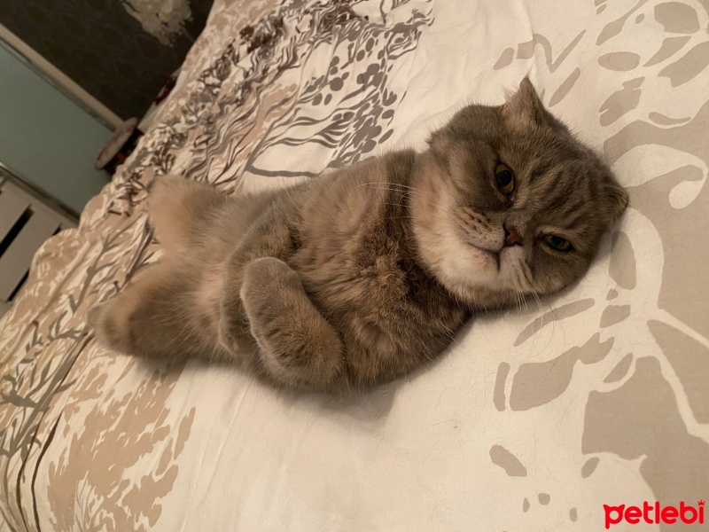 Scottish Fold, Kedi  Matiz fotoğrafı