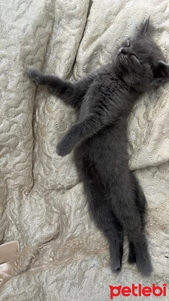 British Longhair, Kedi  Mır mır fotoğrafı