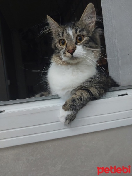 Norwegian Forest, Kedi  Minnak fotoğrafı