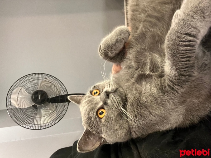 British Longhair, Kedi  Pati fotoğrafı