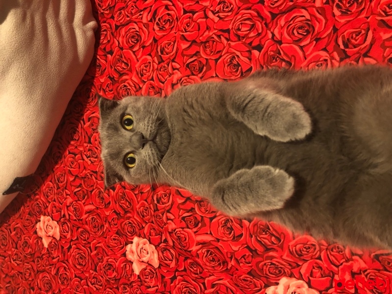 Scottish Fold, Kedi  Galia fotoğrafı