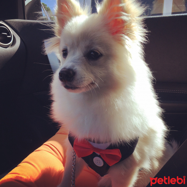 Pomeranyalı, Köpek  pati fotoğrafı