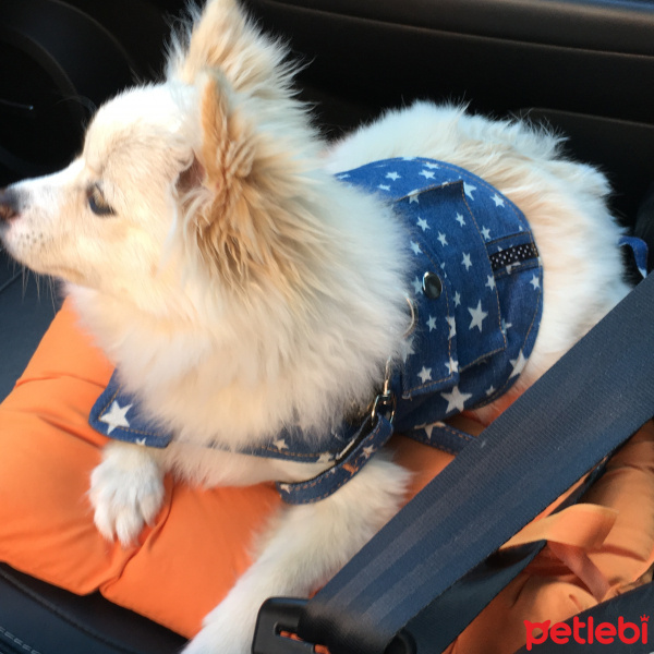 Pomeranyalı, Köpek  pati fotoğrafı