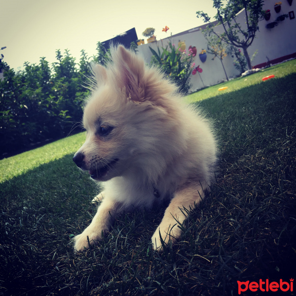 Pomeranyalı, Köpek  pati fotoğrafı