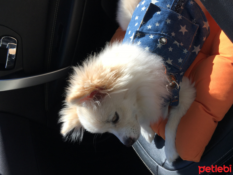 Pomeranyalı, Köpek  pati fotoğrafı