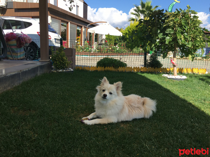 Pomeranyalı, Köpek  pati fotoğrafı