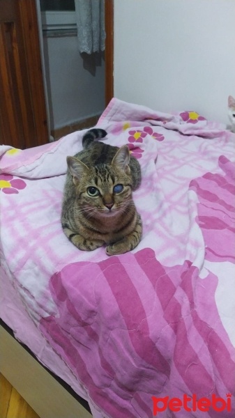 Tekir Kedi, Kedi  İvi fotoğrafı