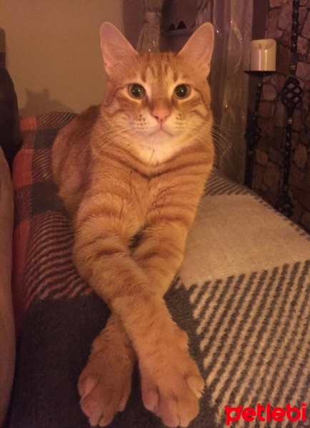 Sarman, Kedi  Sarı siyamii fotoğrafı