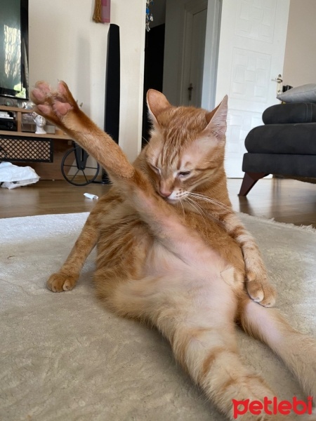 Sarman, Kedi  Sarı siyamii fotoğrafı