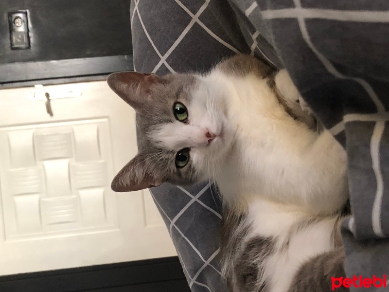 Sarman, Kedi  Sarı siyamii fotoğrafı