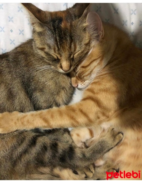 Sarman, Kedi  Sarı siyamii fotoğrafı