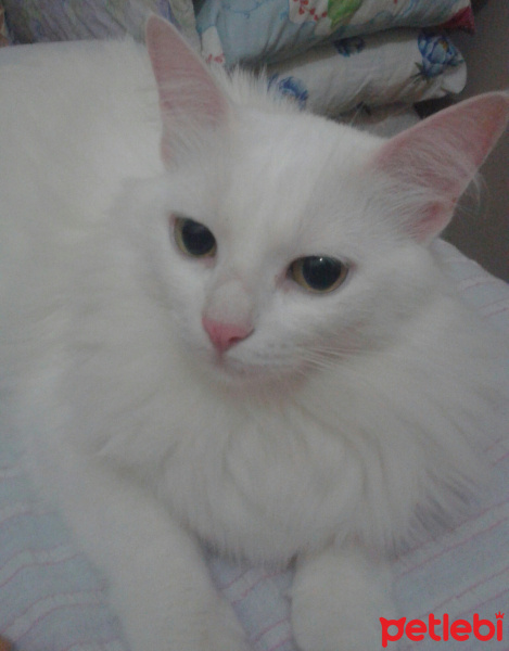 Ankara Kedisi, Kedi  prenses elena fotoğrafı