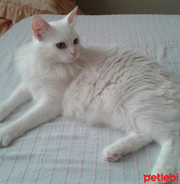 Ankara Kedisi, Kedi  prenses elena fotoğrafı