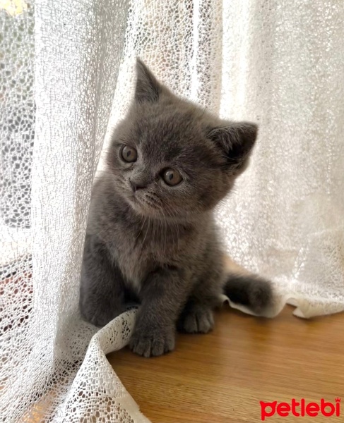 British Shorthair, Kedi  Duman fotoğrafı