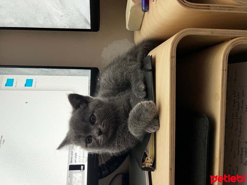 British Shorthair, Kedi  Duman fotoğrafı