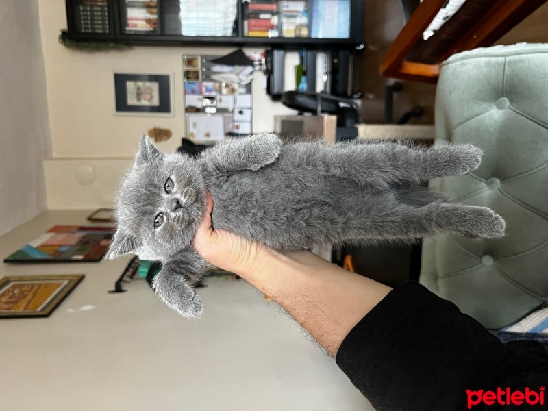 British Shorthair, Kedi  Duman fotoğrafı