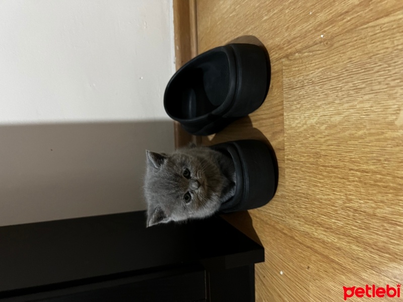 British Shorthair, Kedi  Duman fotoğrafı