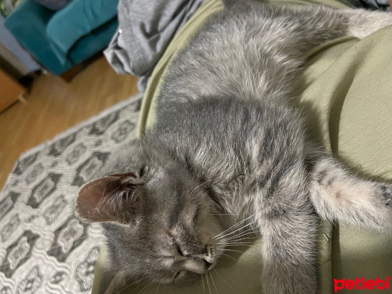 British Shorthair, Kedi  mila fotoğrafı