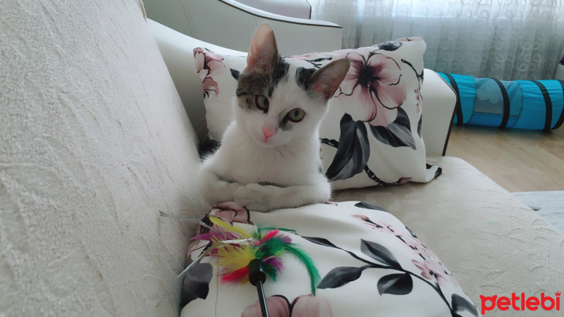 Tekir Kedi, Kedi  Fadime fotoğrafı
