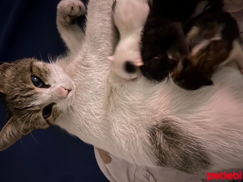 Tekir Kedi, Kedi  firuze fotoğrafı