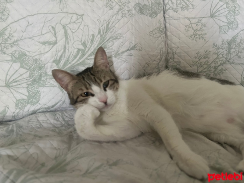 Tekir Kedi, Kedi  firuze fotoğrafı