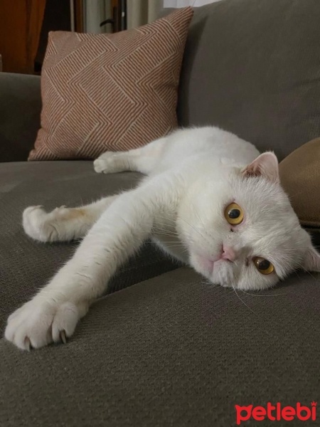 British Longhair, Kedi  Sütlaç fotoğrafı