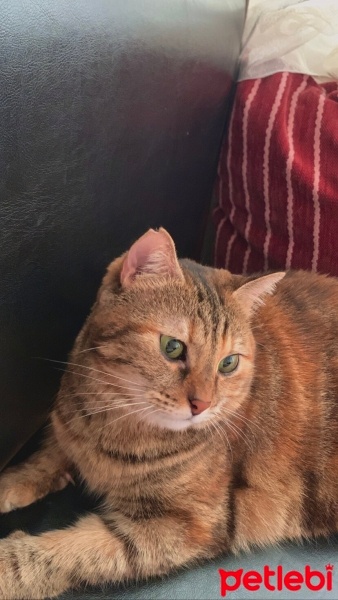 European Shorthair, Kedi  ponçik fotoğrafı